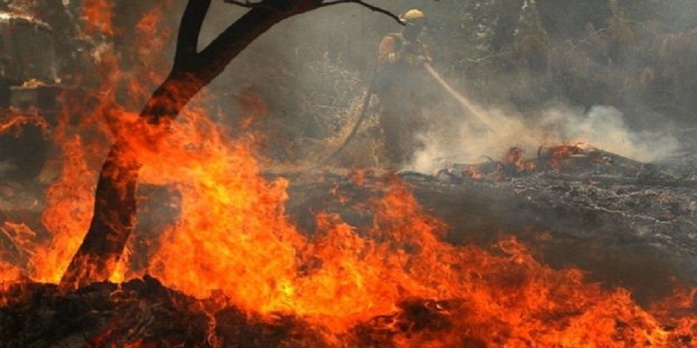 नुवाकोटमा दुई हजार रोपनी वन क्षेत्रमा डढेलो